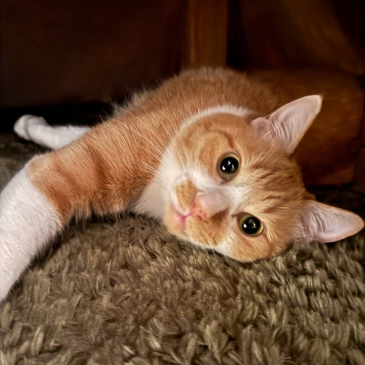 B0142ce9 2a18 4b78 a665 df57b50ea40d 1763729188035