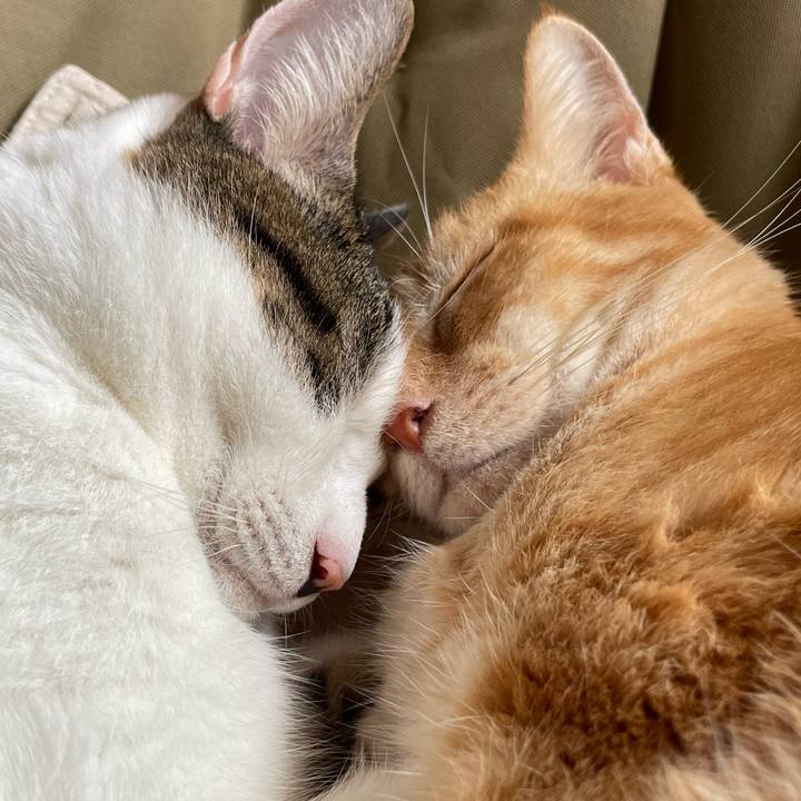 B015316f e8d8 4948 9121 33617f904b53 1763516487134