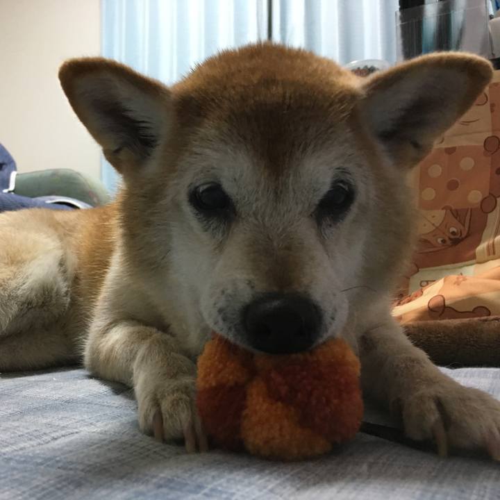 B020d42d 4d77 4b1c 9c00 cfb5999a2026 1509966267995