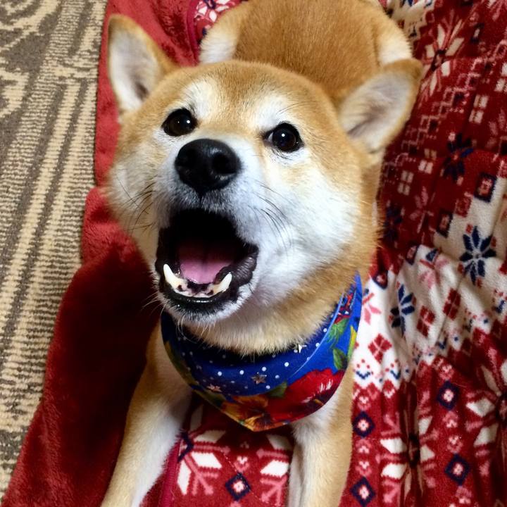 B023cfbd 4b49 48f9 9a0d ec27cb26ee2d 1511781261913