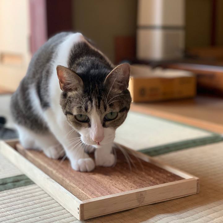 B0281c93 da42 48b5 9712 3f296232278e 1570239535126