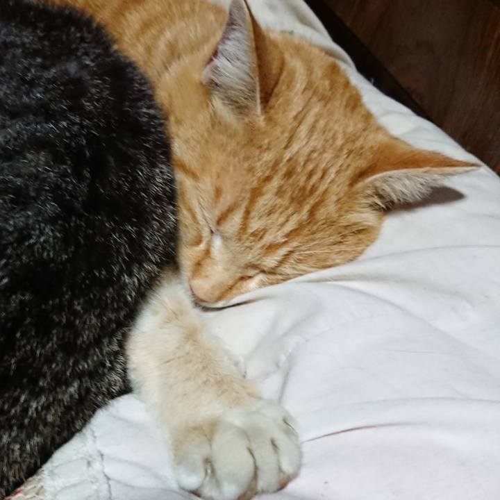 B02963e8 c777 4704 bb6c 7b48ae3d7f73 1585141783163