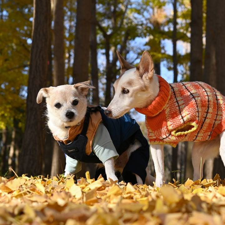 B029aacd 2234 4fad b14a f982c9019bc5 1765363811123