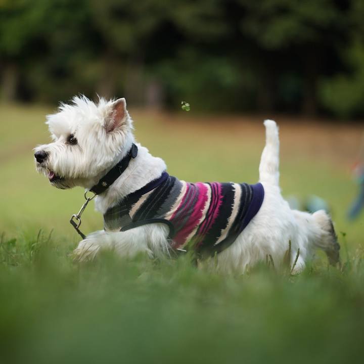 B02ba274 72e9 4422 9f98 4b63e35d467c 1528112082469