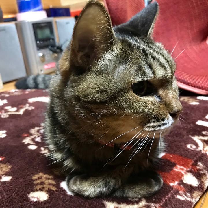 B02fafc1 5b7a 453d b176 aaccb7e92e79 1541853391587