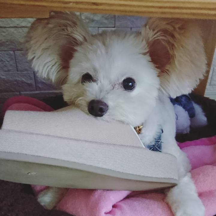 B032de7f 4239 4dd2 a6a9 42da285a3082 1571893162172