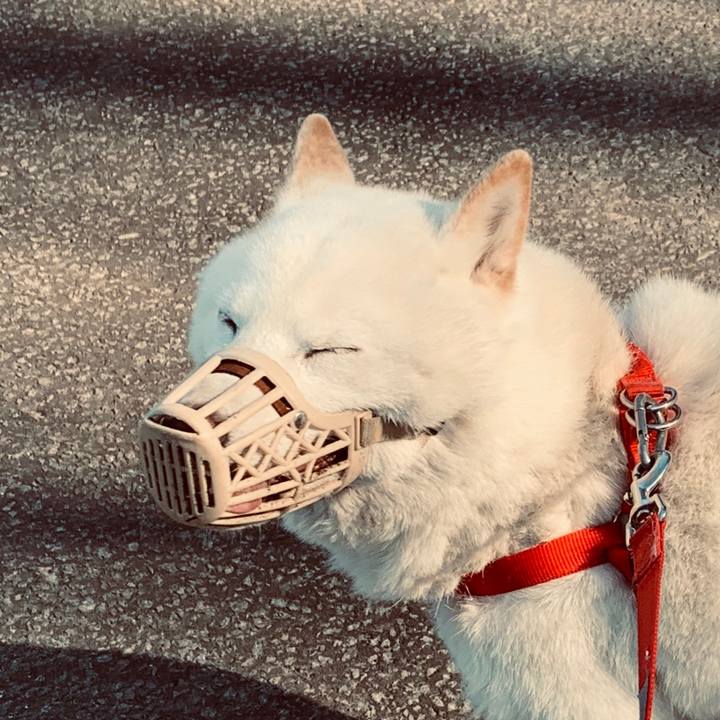 B037d2ce 8fcd 45e4 8933 b517e7ac32f6 1585467874101