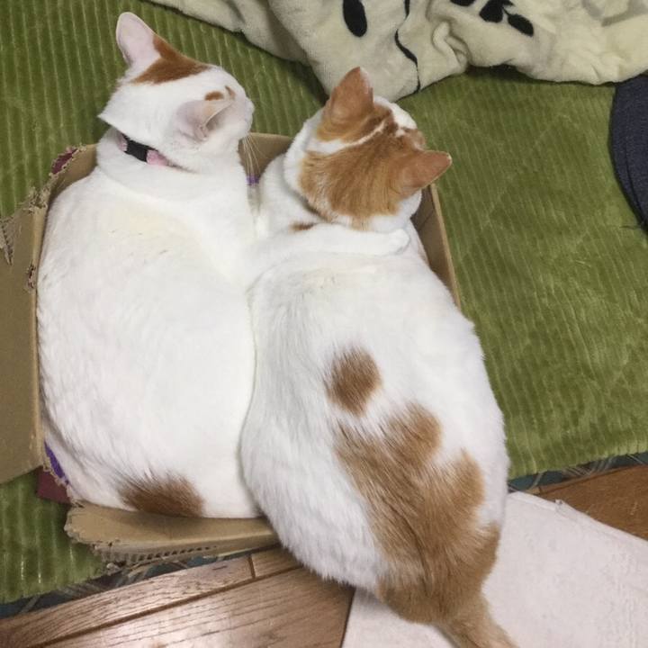 B039e2f2 df42 4f57 ba18 81ace053507f 1545071133686