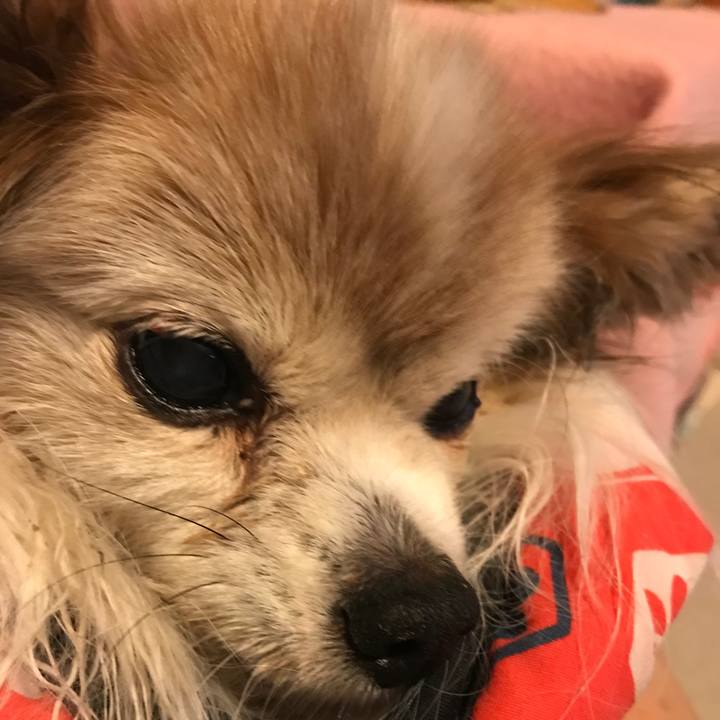 B03ad4da d2dc 47b9 9364 12314fcee97b 1518695397502