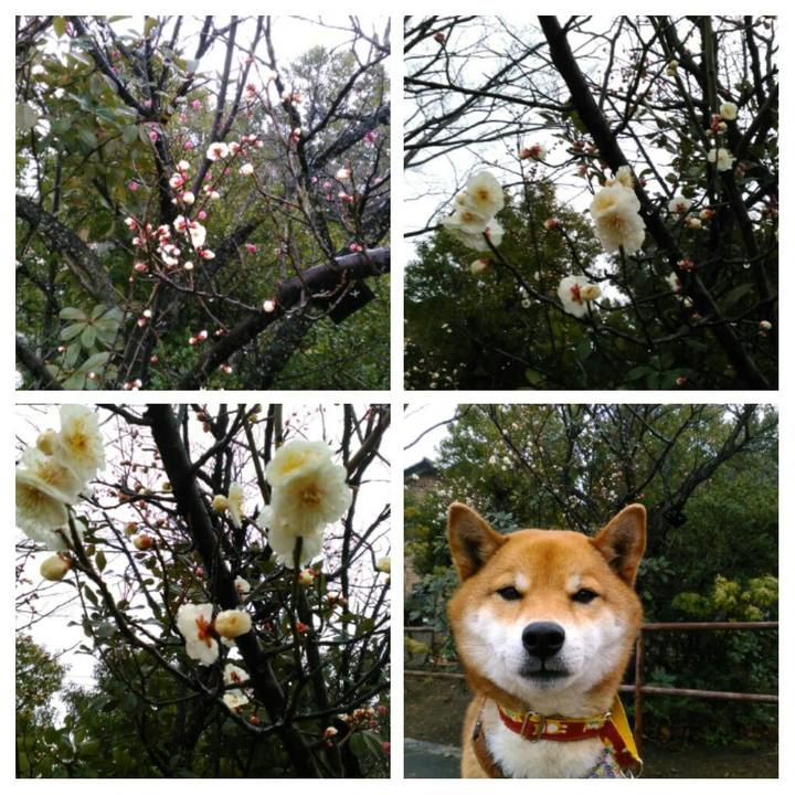 B03b1bdc 55c4 4f74 b15a d6afe74aade9 1519347207167