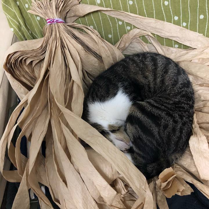 B03c2c3e 1f51 413e 8f8c 2527a5032222 1527694400386