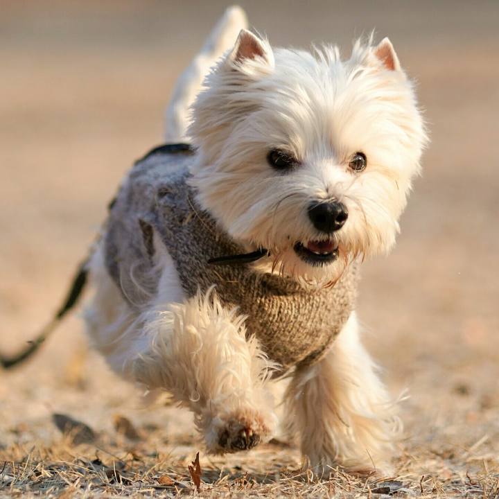 B0405f4c 1738 4aae 9449 2f1847564287 1518218728048