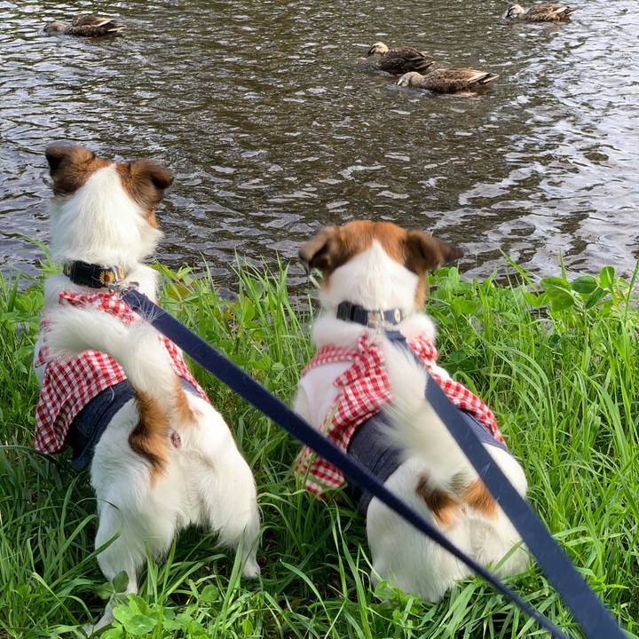 B043ddca 9885 4d11 ad56 8de4afa44f9c 1597291591142