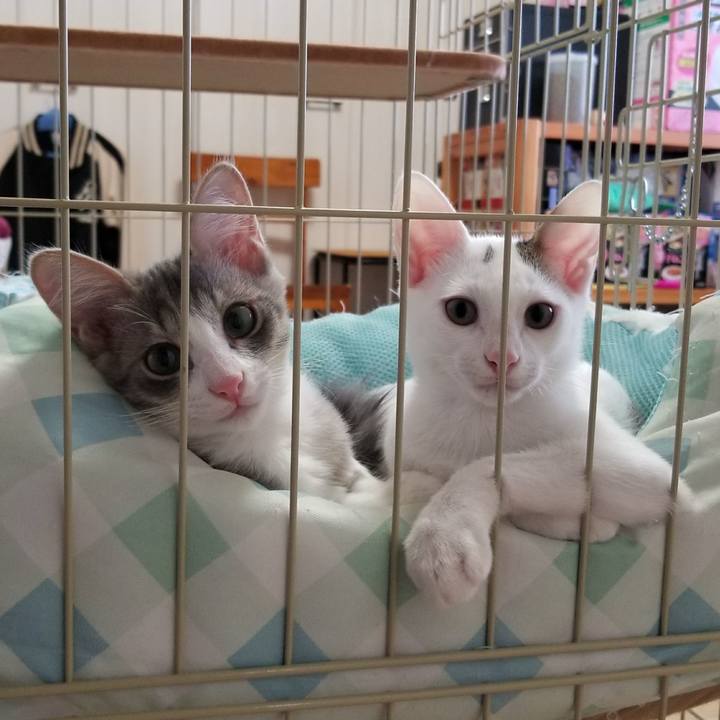 B04cdcfd b8cd 4639 bef8 fd9604bda3d3 1507867028824