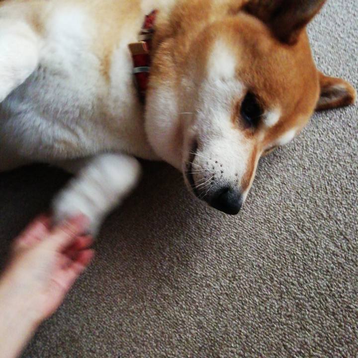 B04e4a3b 1c7b 44f4 bc9e 79337c0fe2bd 1595818017630