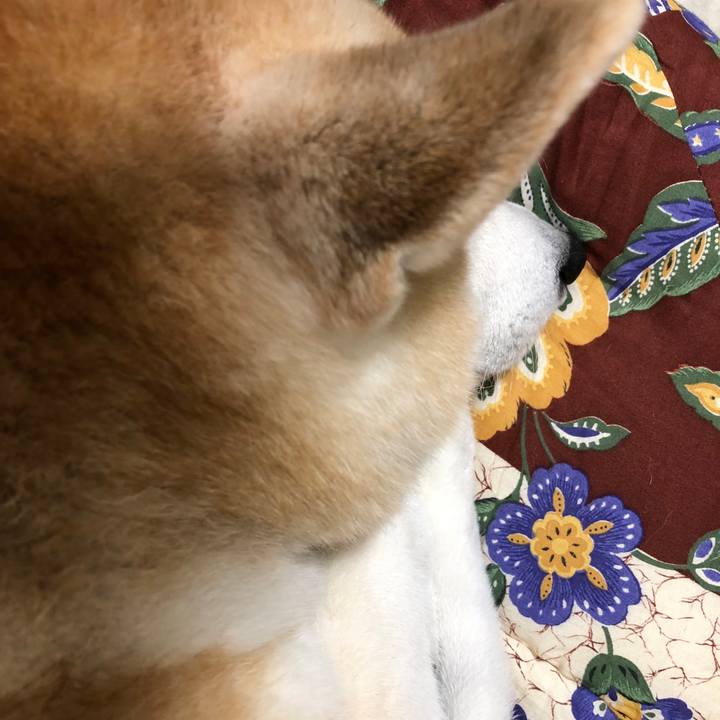 B05020f4 75ed 4722 81b1 13aad795828c 1544876425425