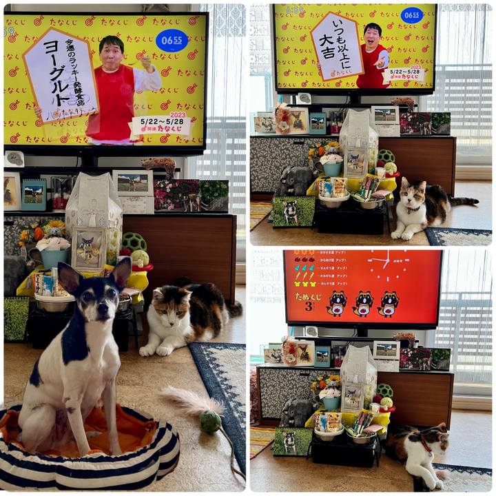 B0520caf 0719 47af 89f6 b57d7d3e0dde 1684706778108