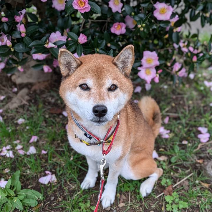 B055ebe1 8d20 4fbc a8e6 f2c9ea7d80de 1731741960361