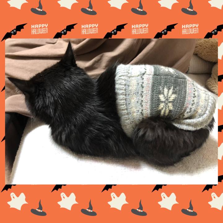 B0569de1 ba86 4122 91da ef7eb84d2ca9 1603615736335