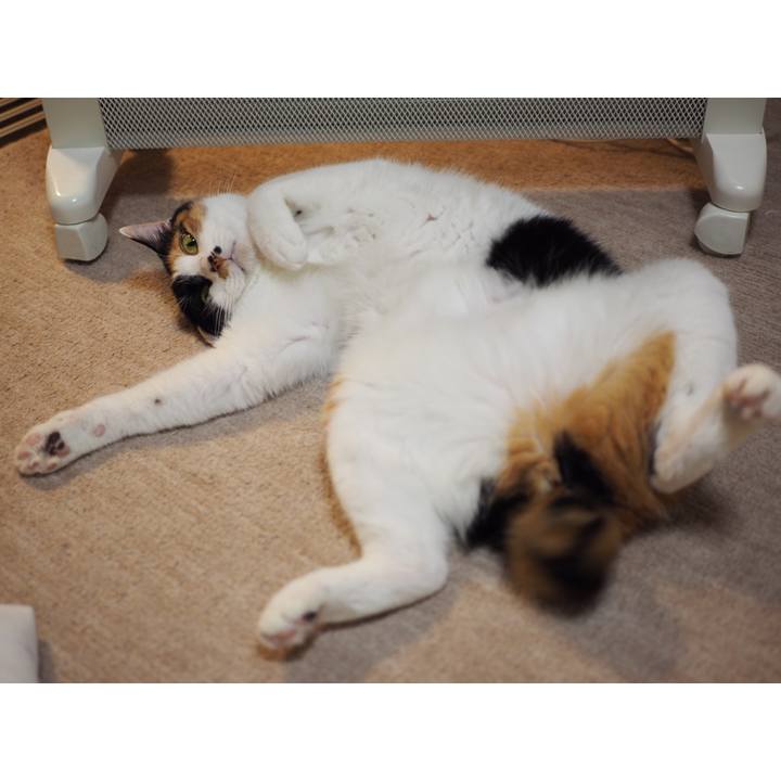 B0581aa9 39c5 4247 b60d 7f9af84c3fbe 1541372414439