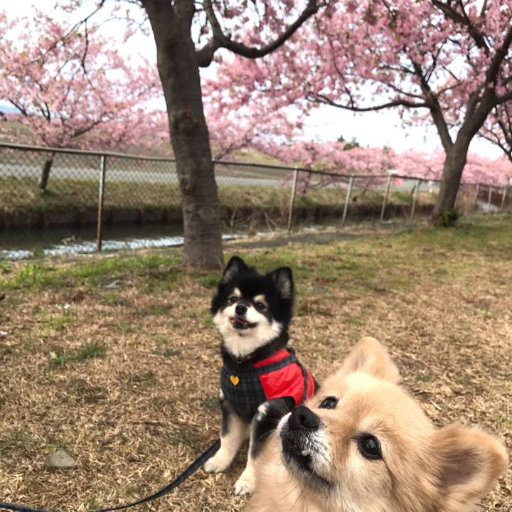 B05b4dd3 4c16 433f 8860 0685a6f6abaf 1583629509408