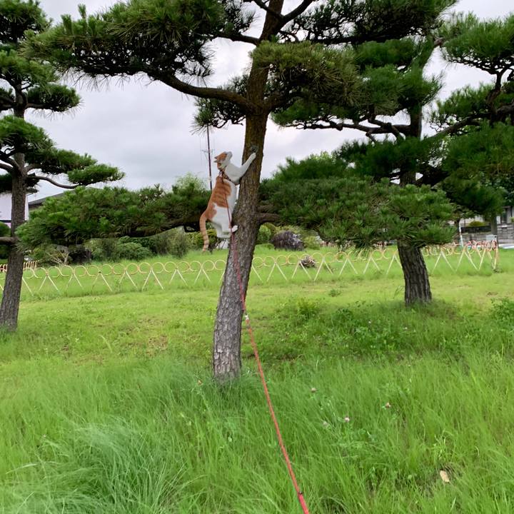 B05ce19b cae7 42c0 8223 62845cf468e6 1594634020827