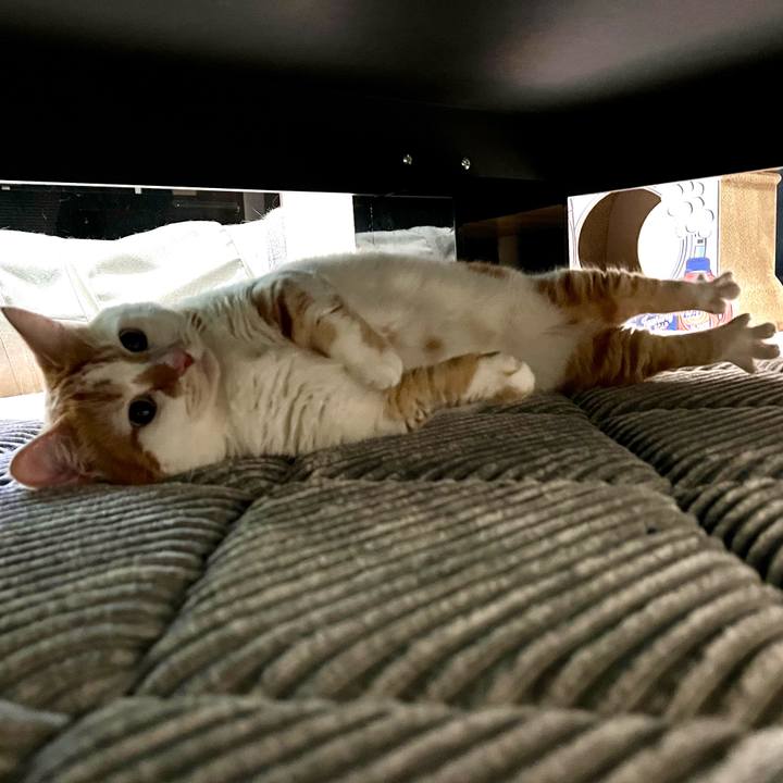 B06289ba 9e8f 4ca8 b807 3cc7afcf483d 1763696913318