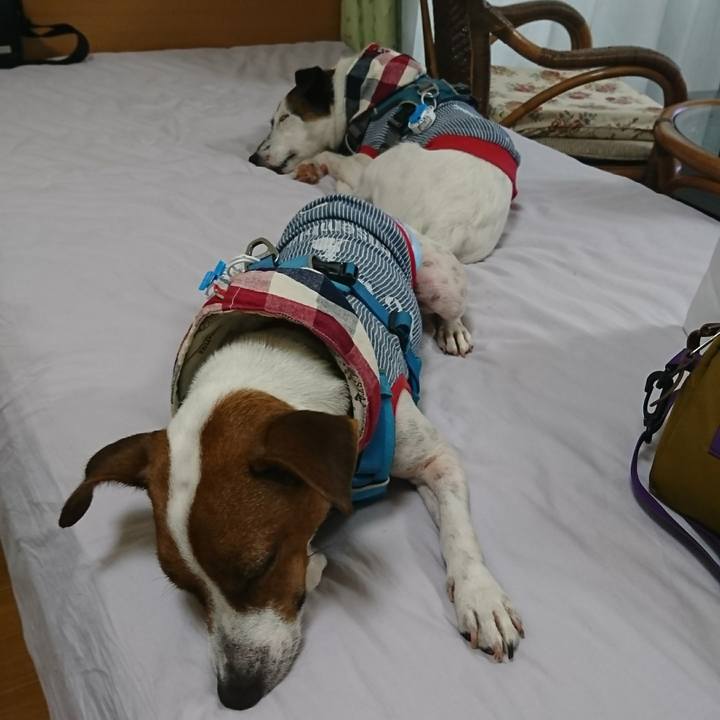 B0665d66 55df 4aaf 8e89 b6059eb2dd38 1595995401638