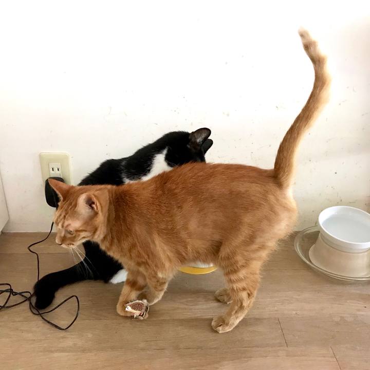 B068765f 24a2 44a8 96fe ad43327845fa 1565917396400