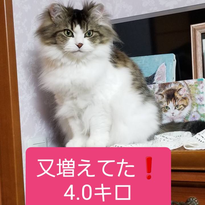 B06ab360 8a2c 4501 9245 4608168baaa5 1588380729671