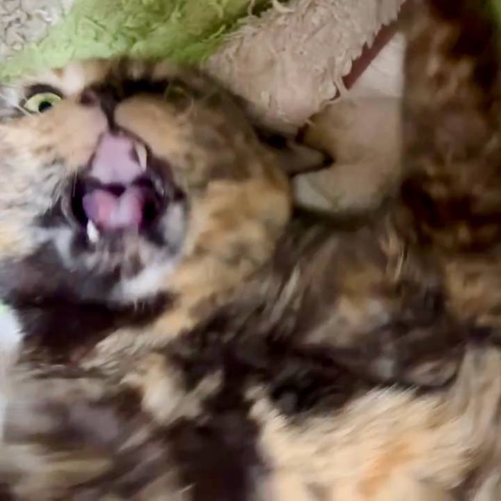 B06ec496 669a 428b a643 c3b9ceeff205 1770064449024