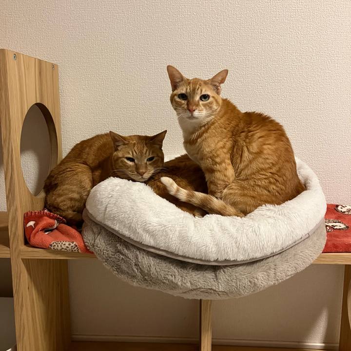 B07070d2 84c3 4111 a12d e32e63528aa9 1769511428277