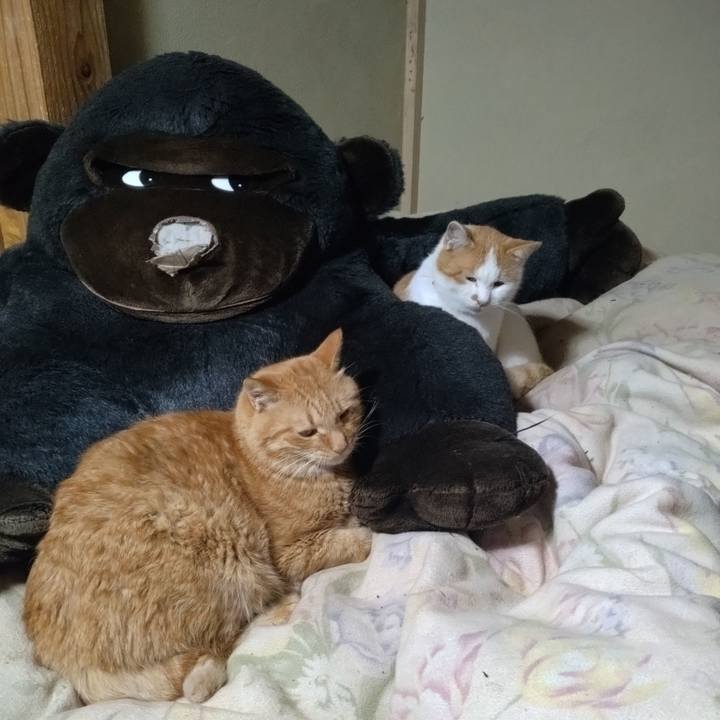 B0711aa4 ae6f 4a6b a8c8 8f1a3d17c1f8 1764234226296