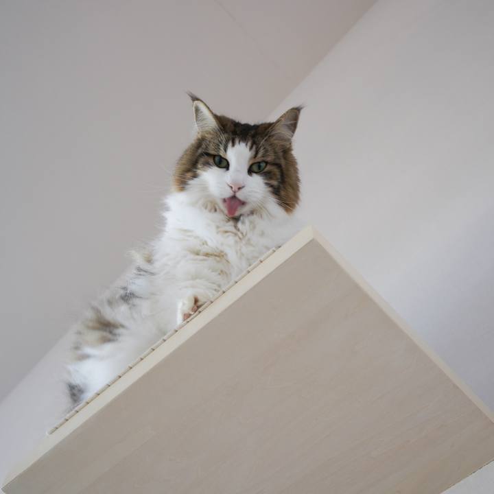 B0713ea9 b36d 4a3f ac71 f87108294999 1608523081378