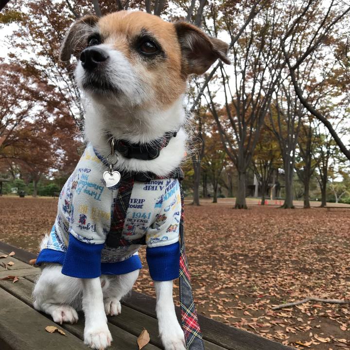 B0757070 e3f2 4d90 9fdb a6888646823a 1542074904378