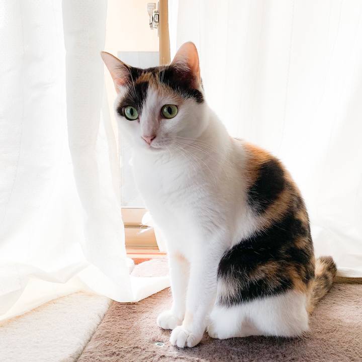 B077c8b2 dc43 4158 8768 72f30b73bee9 1573958616343