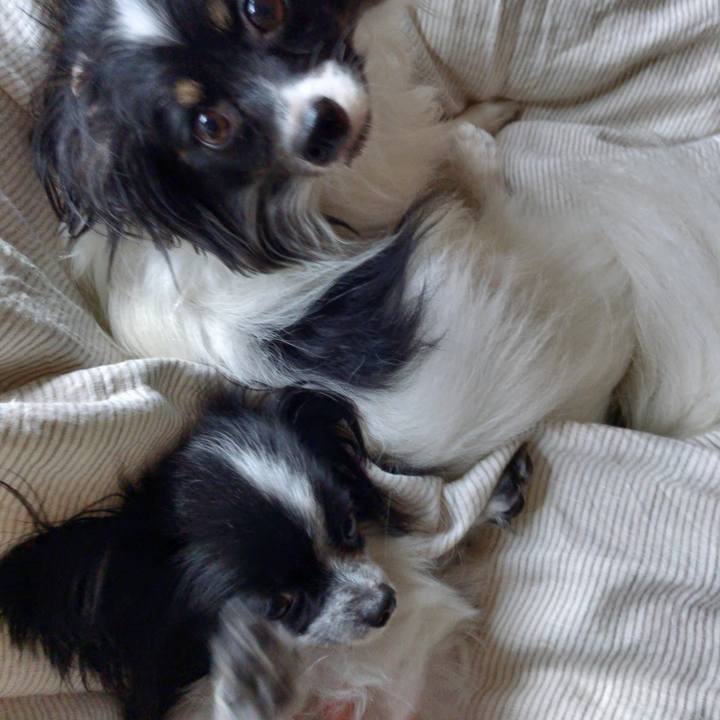 B077c8e2 7820 44d2 9bd3 5d953d475d51 1510380445314