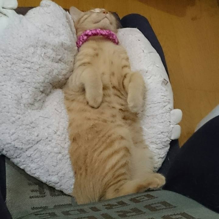 B07aed8e dc12 4567 980e ee8d1c0228c7 1545692273025