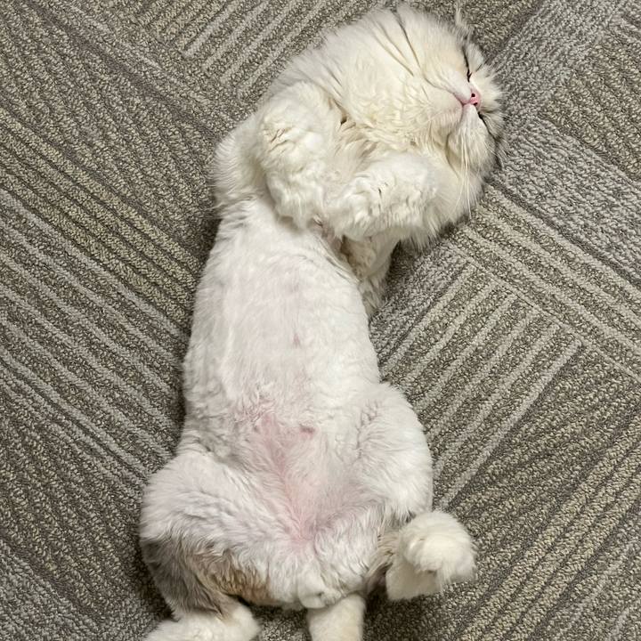 B07b438f 43fa 4303 a3aa dac4b7809ada 1722256545512