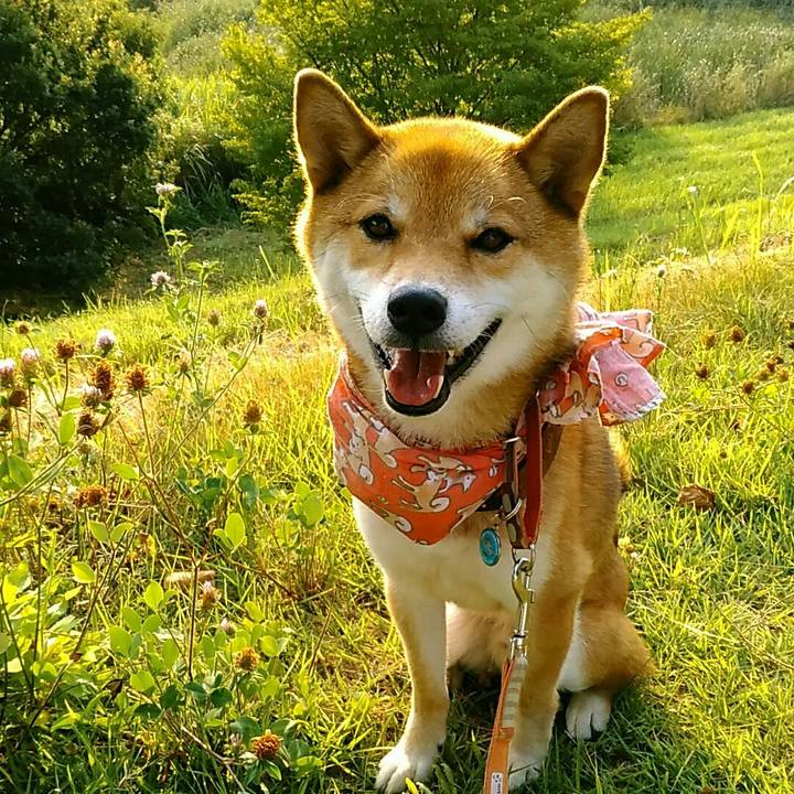 B083a12d 0fe6 40fa 90ff 3bc8c6be29d4 1532423637631