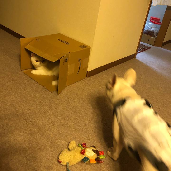 B0868d02 33ce 4f4a aedb 53fb6cdbc604 1570267849747