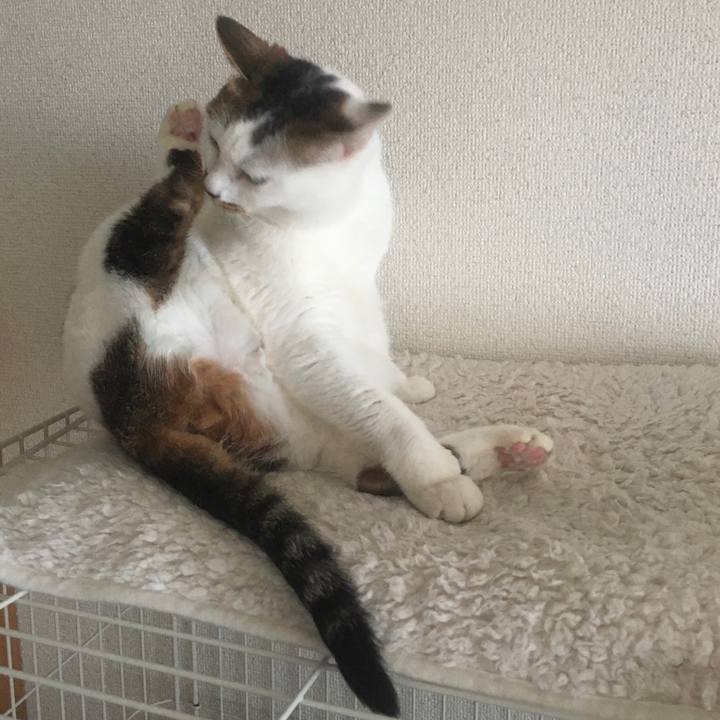 B086bd5d fd93 4396 bb9a 281340922cff 1620043596301