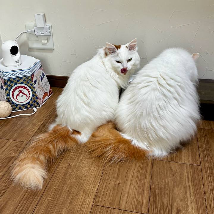 B087d462 4d0e 418f b3c4 3d09c13be9d1 1773540009342