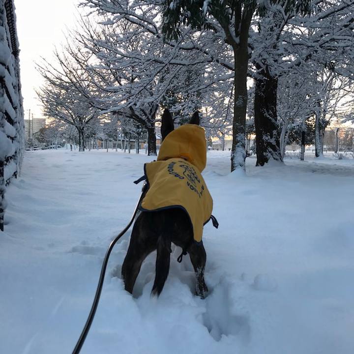 B0897e17 2f8a 41da a837 db43254b7bd9 1516672406718