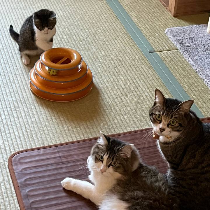 B08cdeeb f78c 41f4 ba82 a86a65e0dc9e 1766967592655