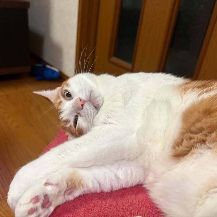 B08f9d8f 0694 463f bfc0 5aec4afbb2b0 1767183098628