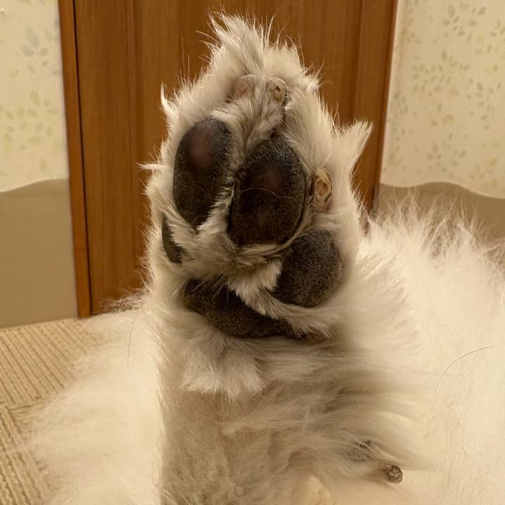 B0907965 4b69 47e9 9bbc ee4a1bddeec5 1761860812384