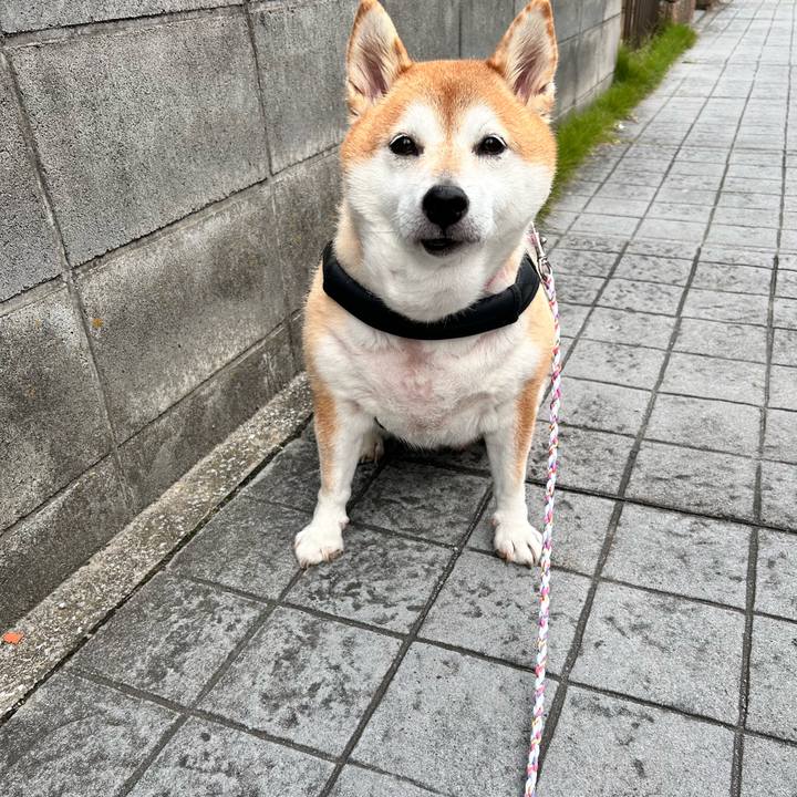 B093efe8 432c 491b 939c 814293dcf8d6 1730777878239