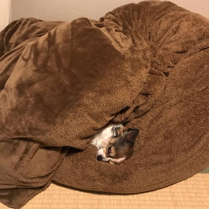 B0977af5 8426 42a9 852c 073baec13903 1552049531163