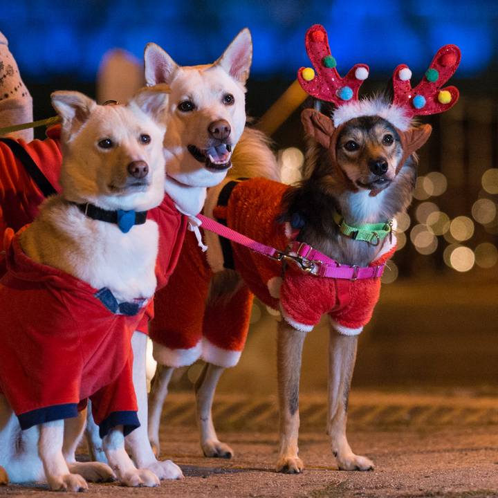 B097cc56 be63 404e b9c2 3f51159ba76b 1541300094294